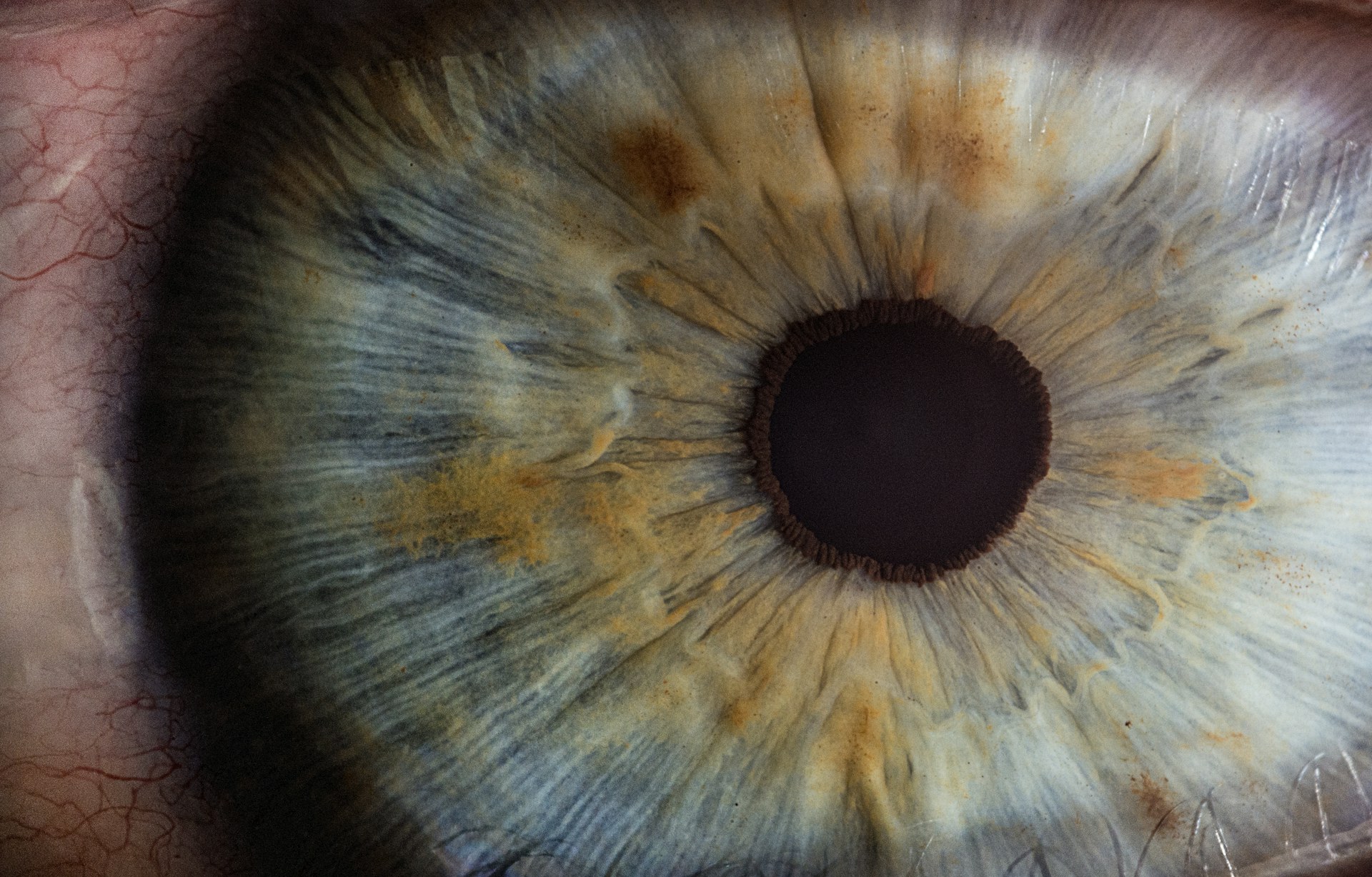 Close view of a human eye